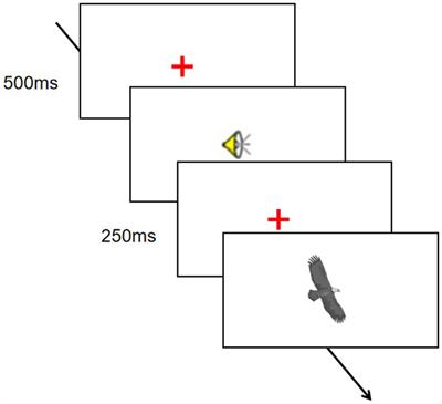 Differences in perceptual representations in multilinguals’ first, second, and third language